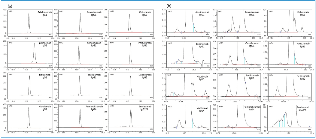 Figure 4: UV chromatograms of 12 mAbs analyzed by platform SE HPLC method; (a) full view, and (b) zoomed-in view showing HMWS and LMWS.