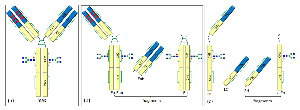 Figure 4: Expected fragments following hinge region cleavage in IgG1 mA, (a) intact mAb, (b) expected fragments in the native
state, and (c) expected fragments following reduction of disulfide linkages.
